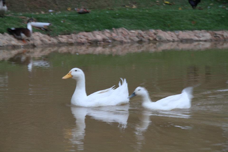Pousada Vale Da Serra Serra Negra  Dış mekan fotoğraf